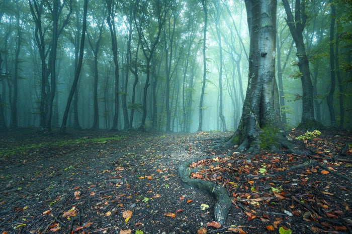 Mystical forest