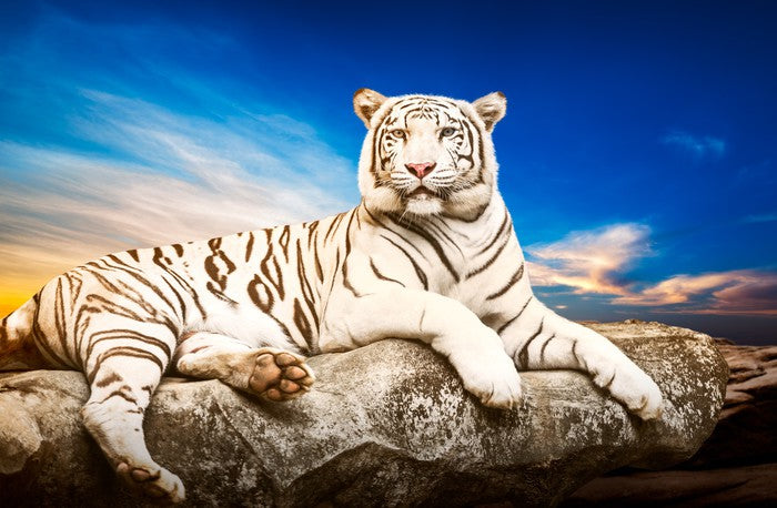 Majestic white tiger