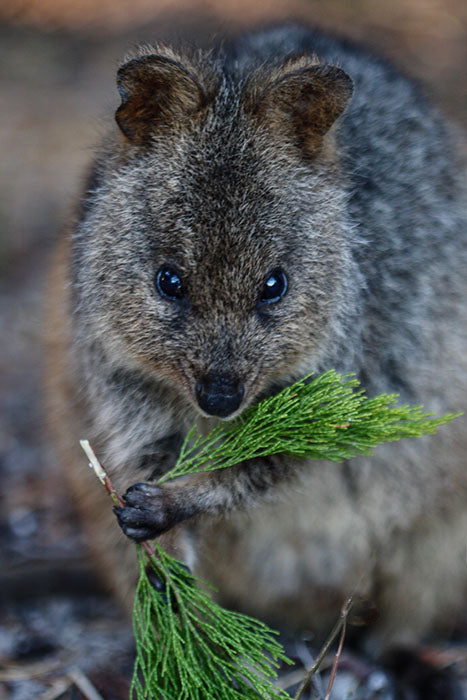 Quokka