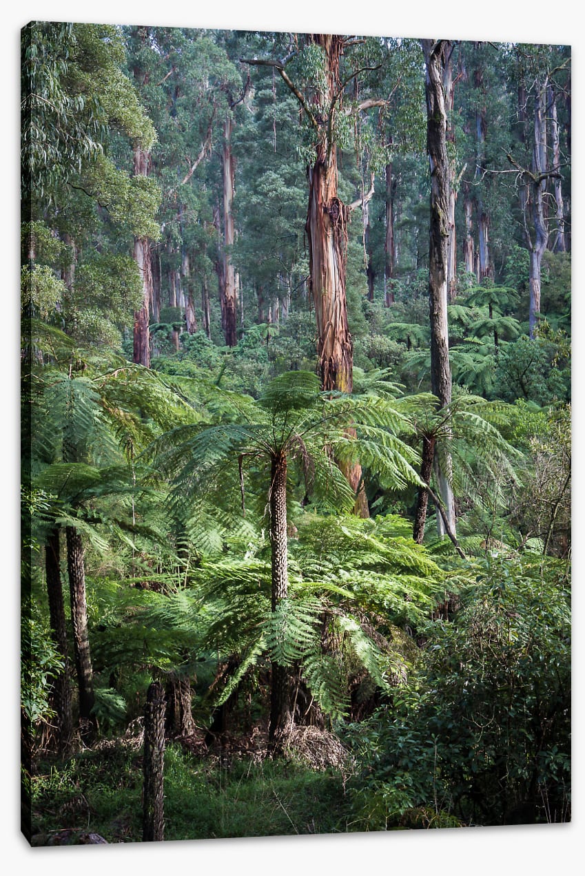 Forest ferns