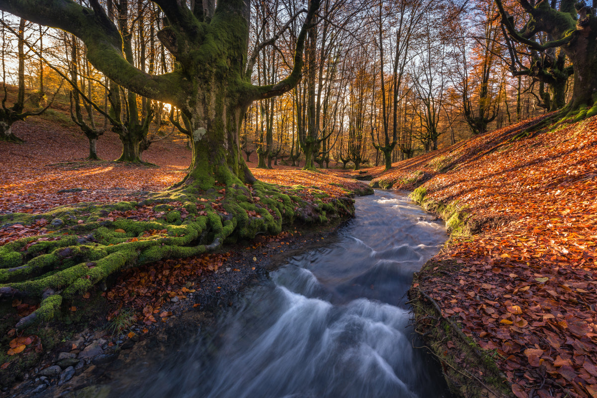 Deep in the Otzarreta Forest