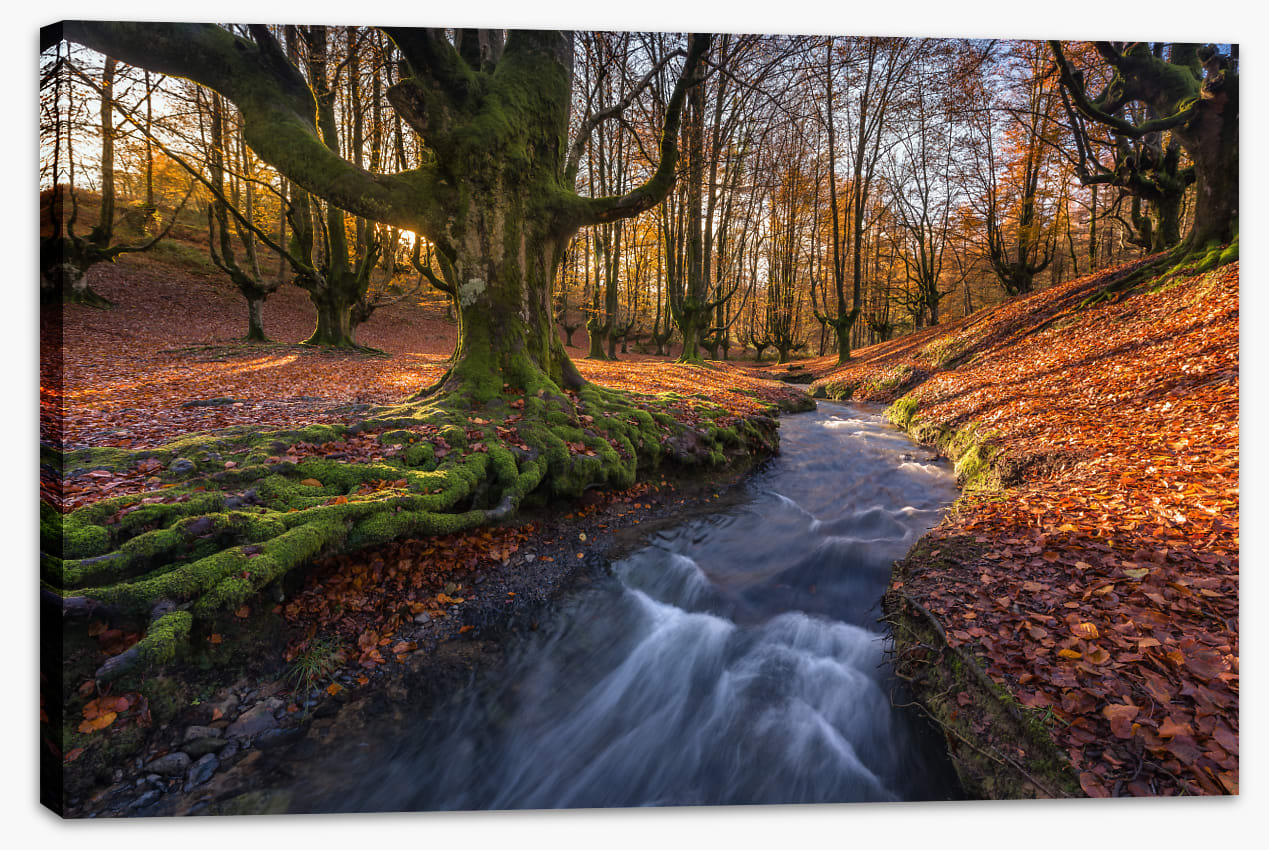 Deep in the Otzarreta Forest