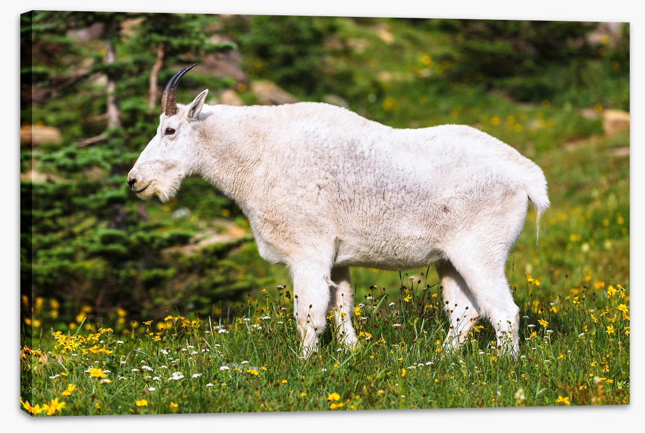 Billy goat gruff