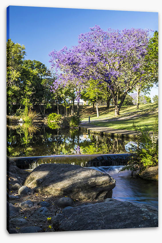 Morning Jacaranda