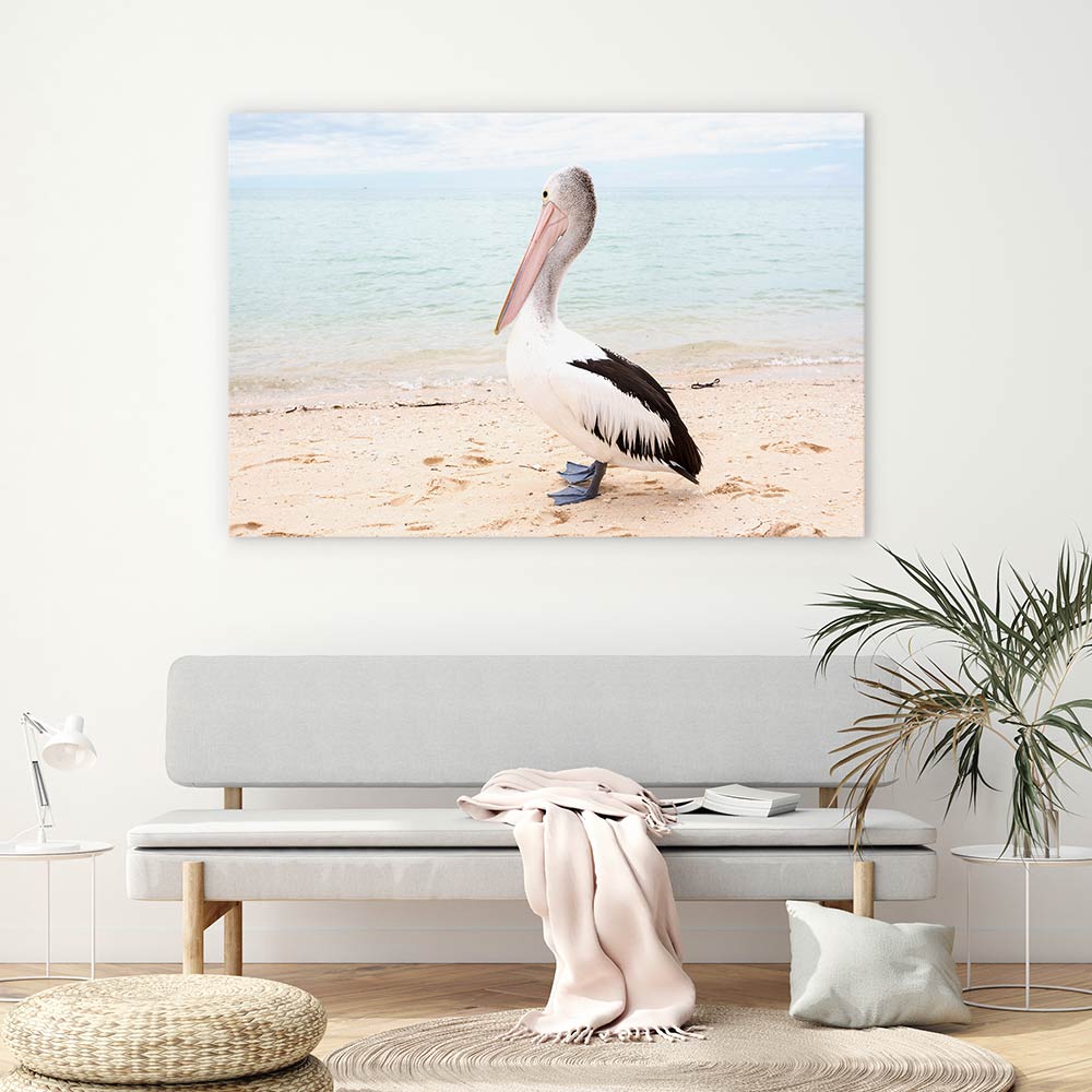 Monkey Mia pelican