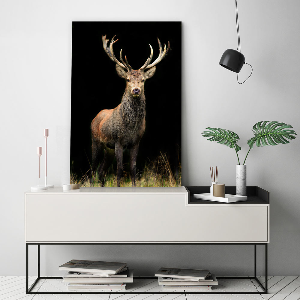 Deer in the night