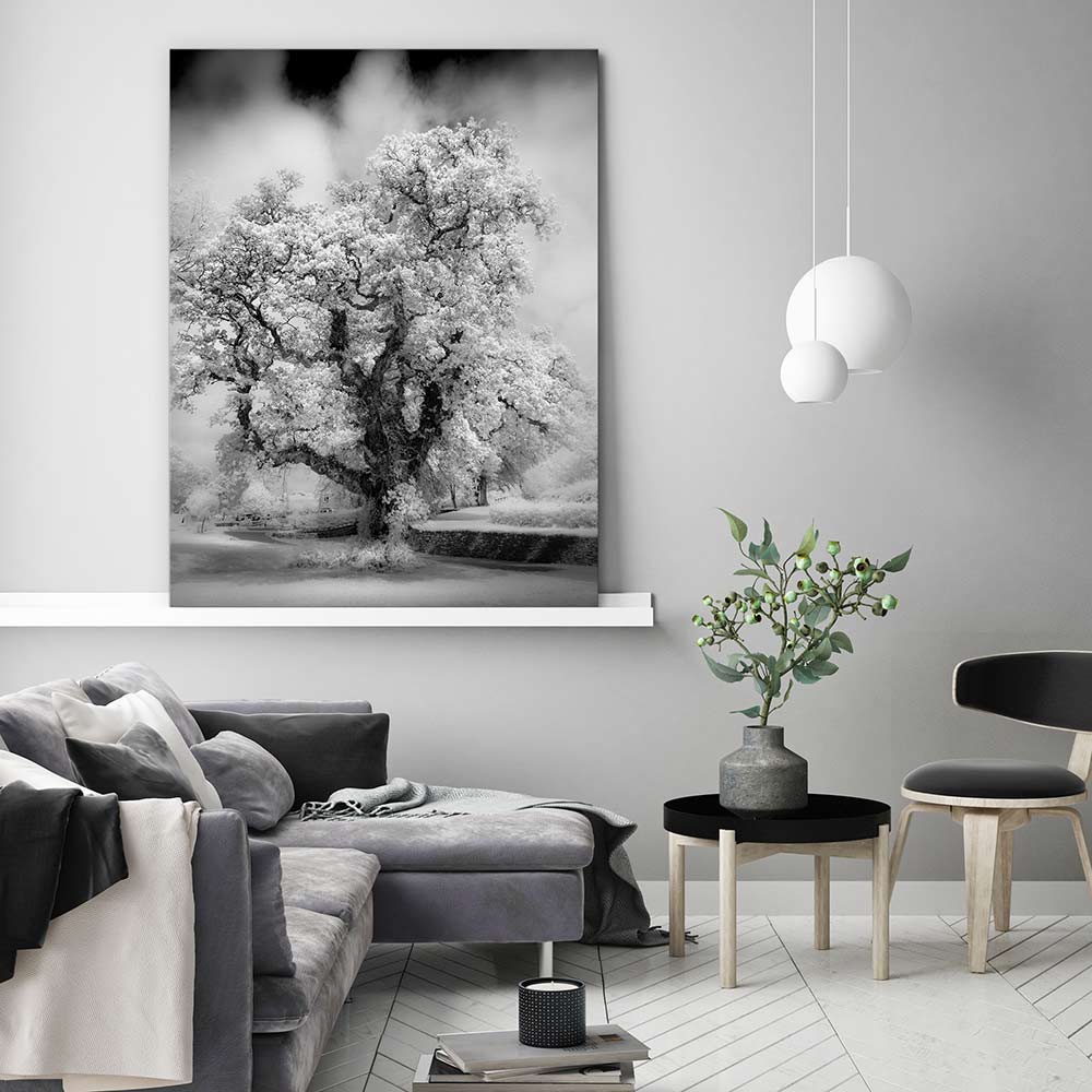 Majestic oak tree