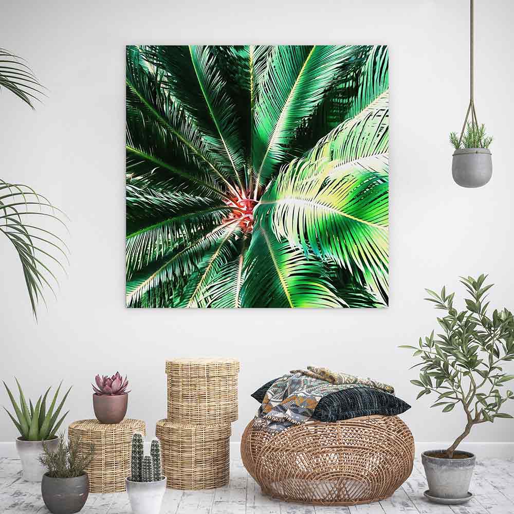 The coconut tree