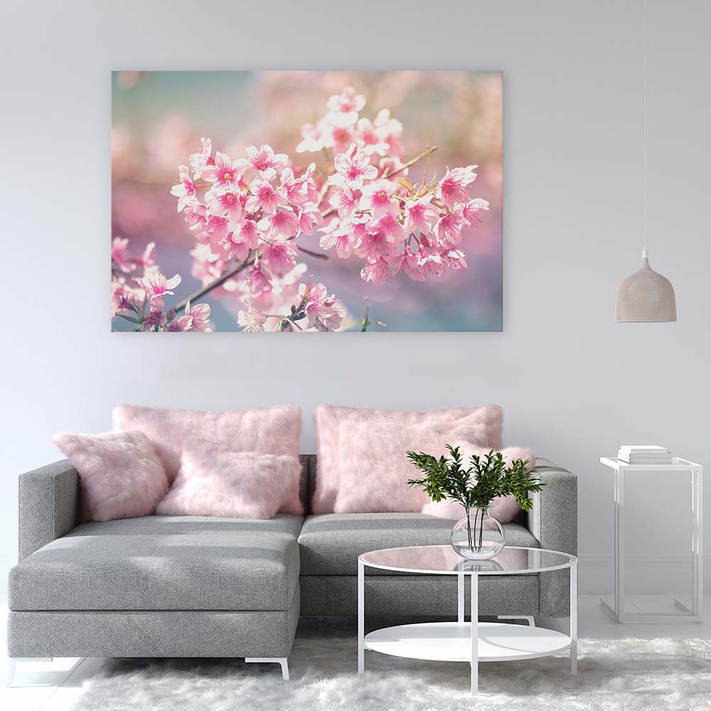 Sakura sunlight