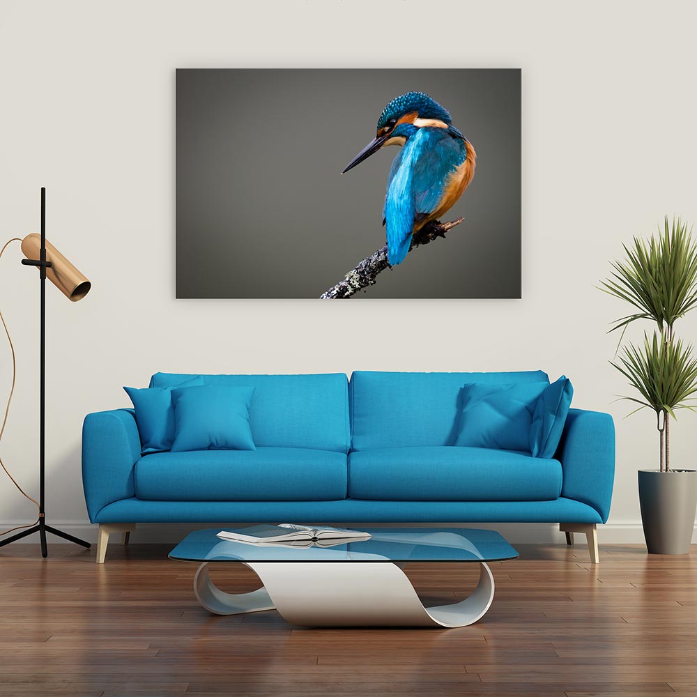 Kingfisher perched