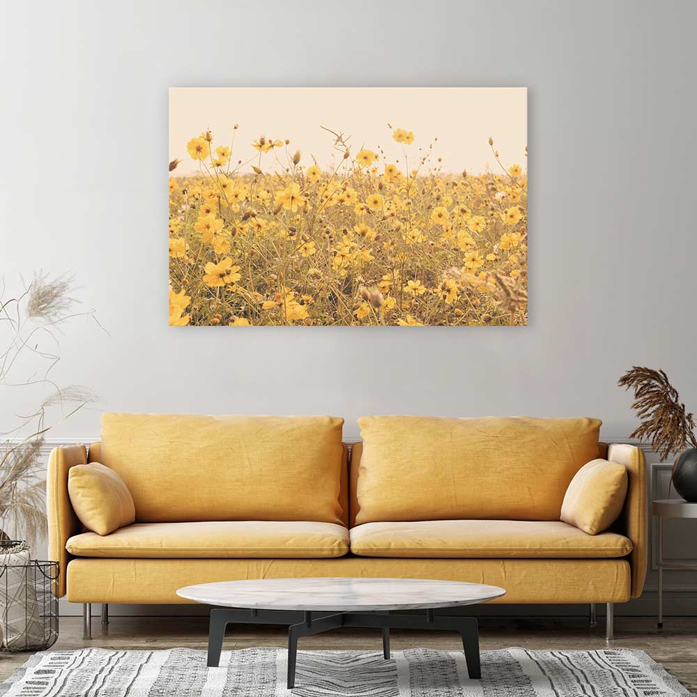 Yellow cosmos meadow