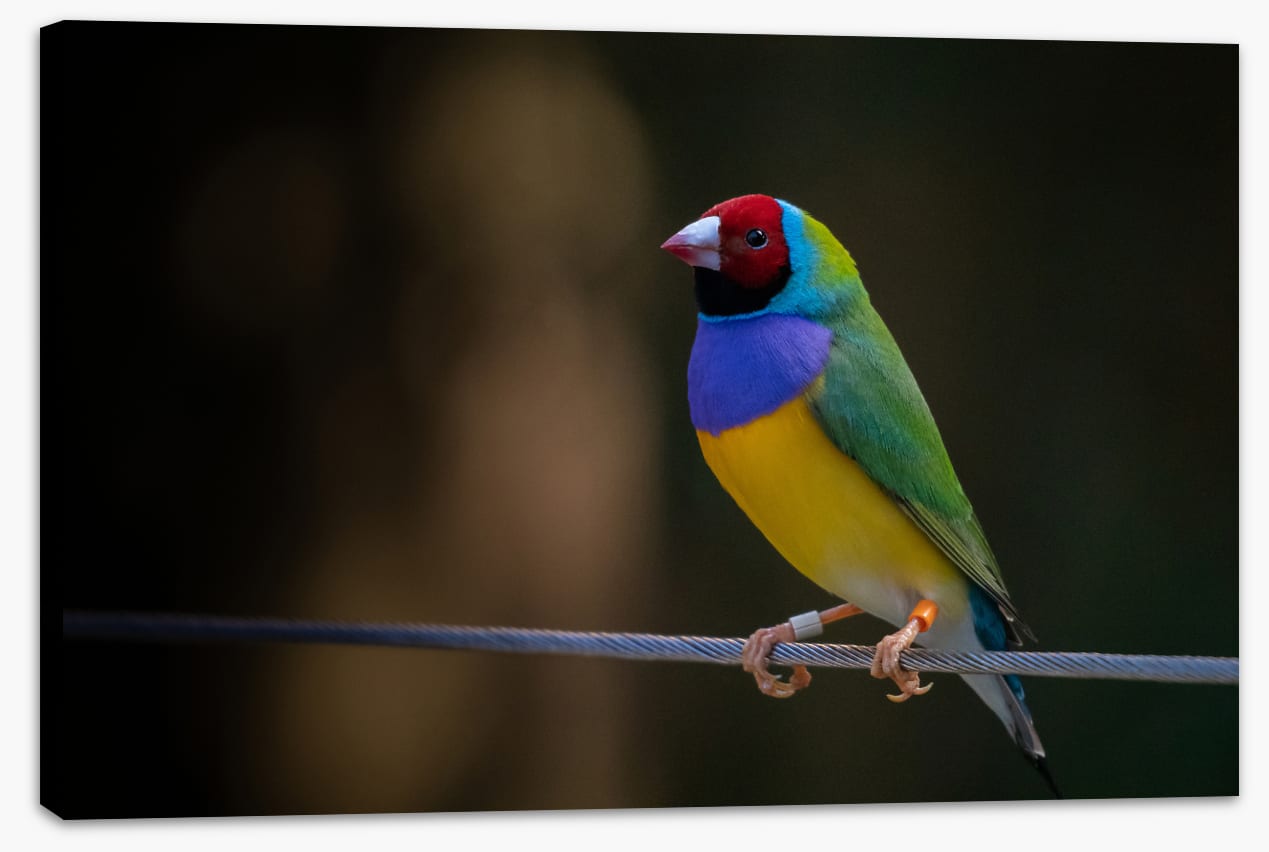 Colourful Gouldian finch