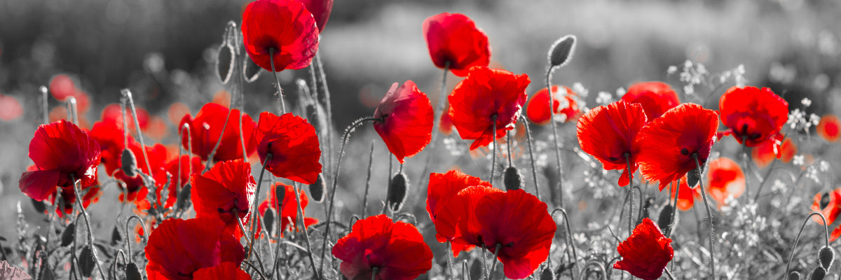 Precious poppies (Custom)