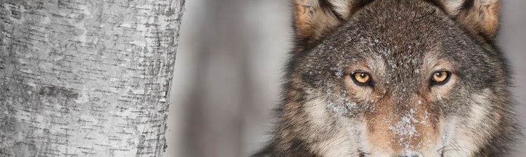 Animal Photography by Wall Art Prints