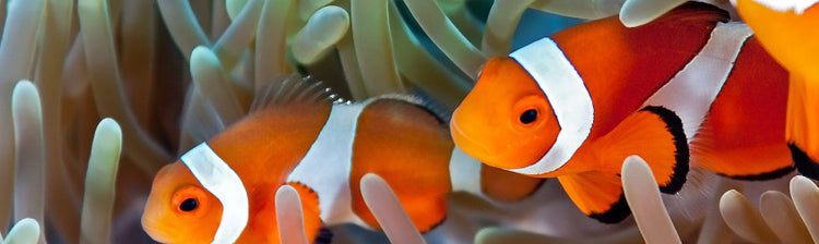 Fish Pictures by Wall Art Prints