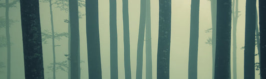 Forests