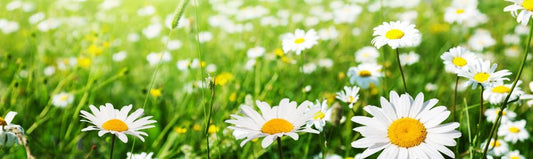 Meadows