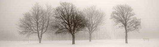Trees
