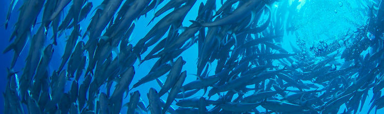 Underwater Photography by Wall Art Prints