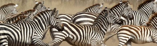 Mammals