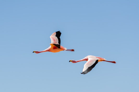Flamingo flight