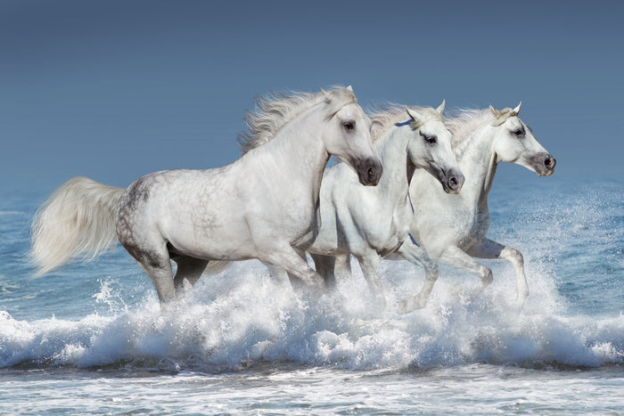 Ocean run