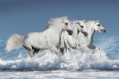 Ocean run