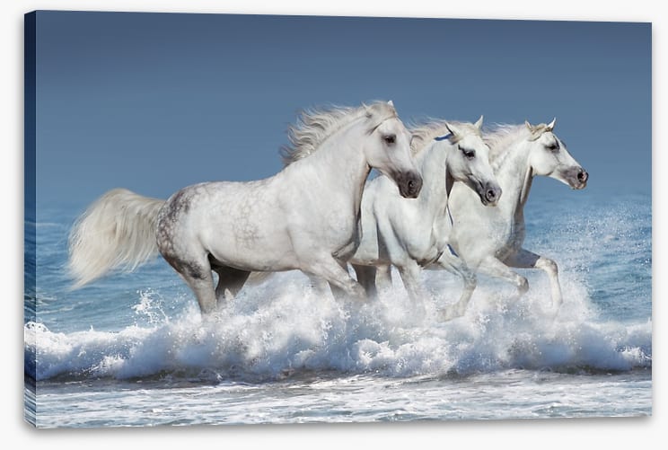 Ocean run
