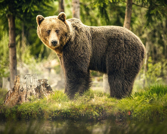 Brown bear surprise