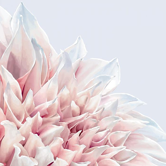 Soft pink dahlia