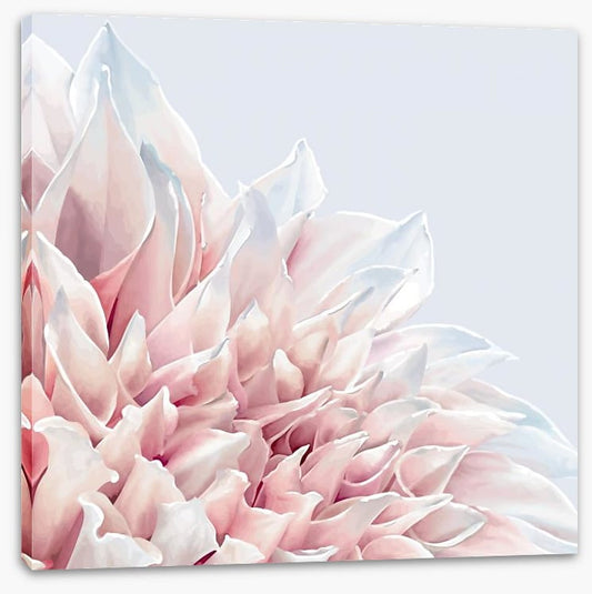Soft pink dahlia