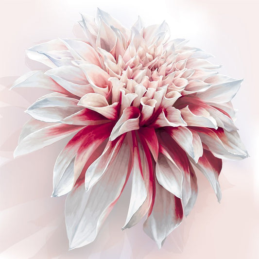 Dahlia delight
