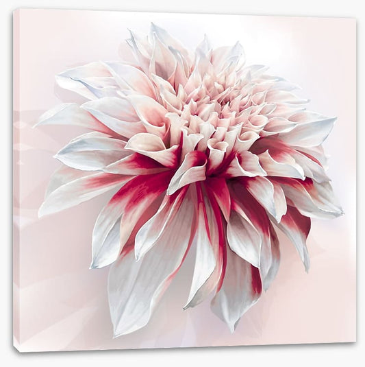 Dahlia delight