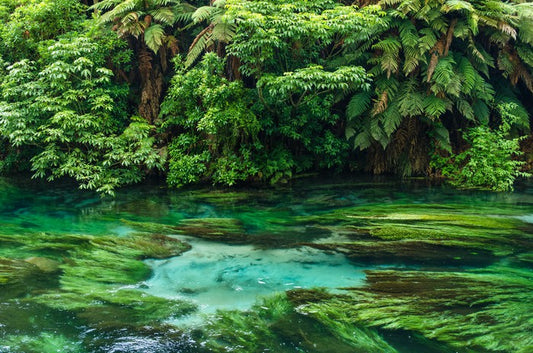 Blue Spring greens