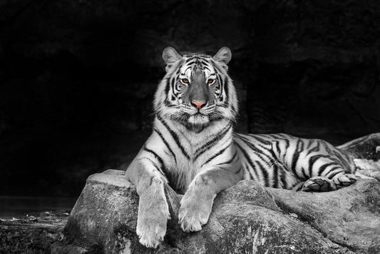 Easy tiger