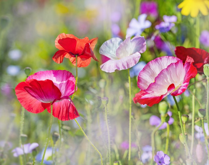 Beautiful Spring