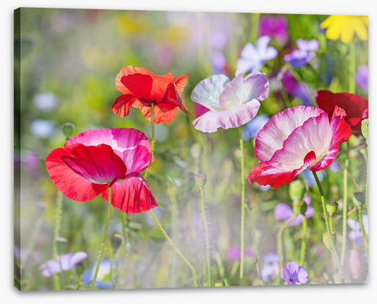 Beautiful Spring