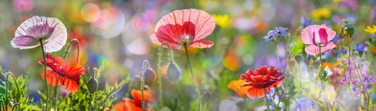 Spring meadow panorama