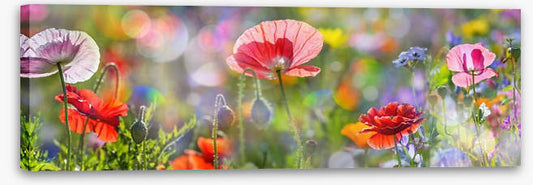 Spring meadow panorama