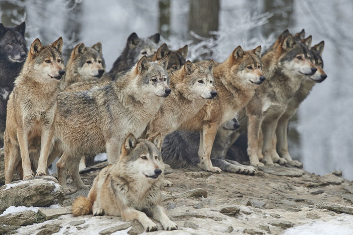 The wolf pack