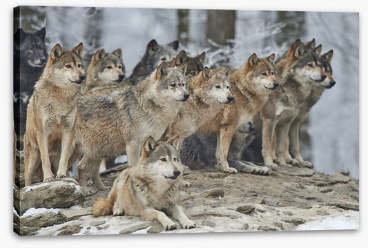 The wolf pack