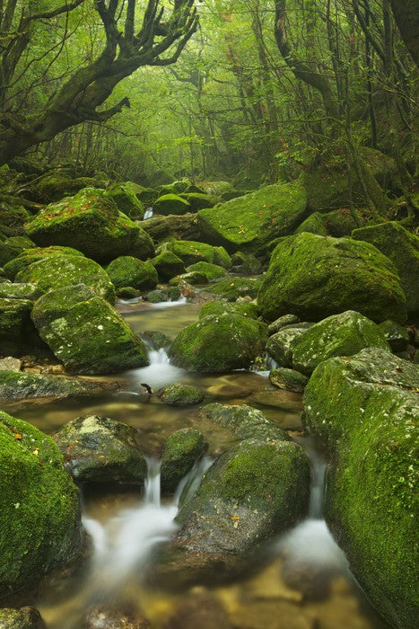 Wilderness waterfall