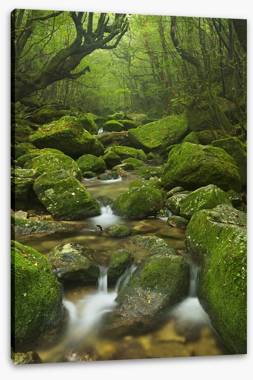 Wilderness waterfall