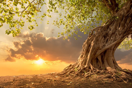 Sunburst oak