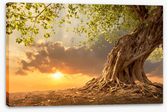 Sunburst oak