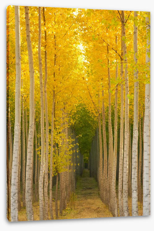 Path in the trees