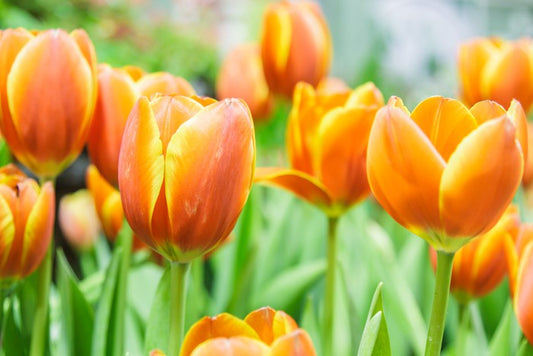 Golden tulips