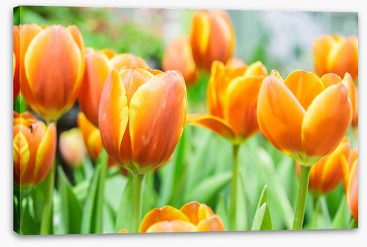 Golden tulips