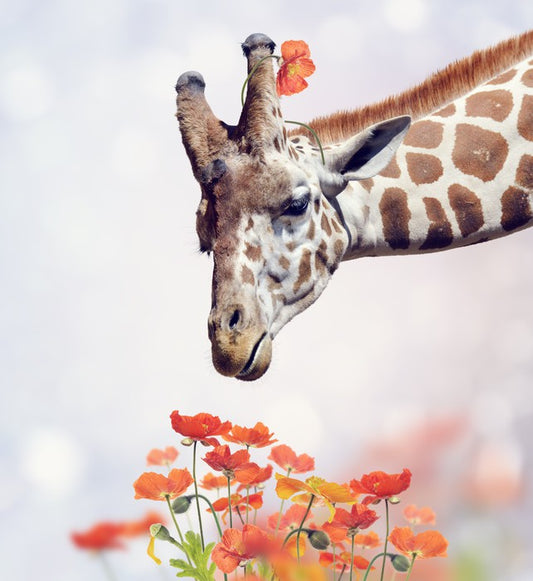 Tall poppy treat
