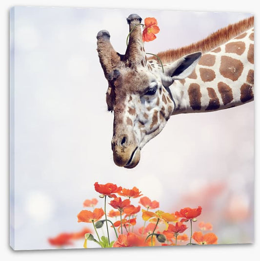 Tall poppy treat